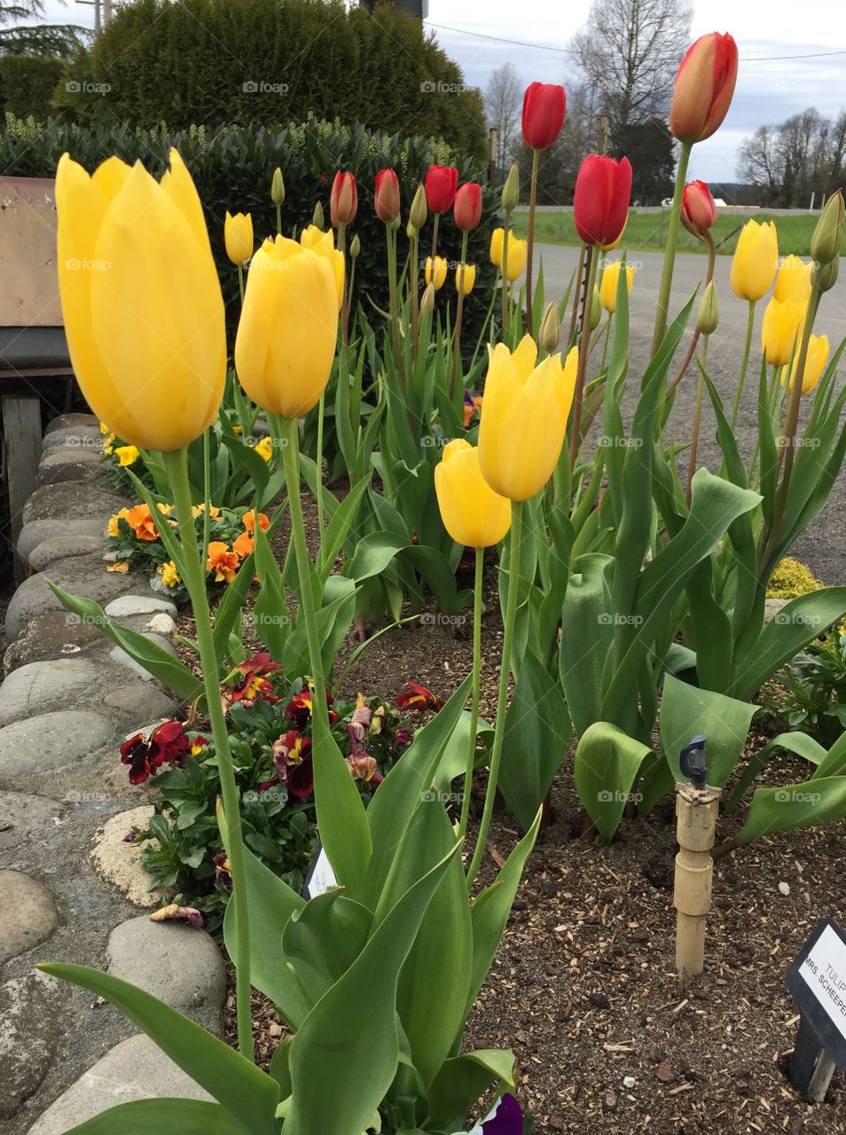 Line of tulips