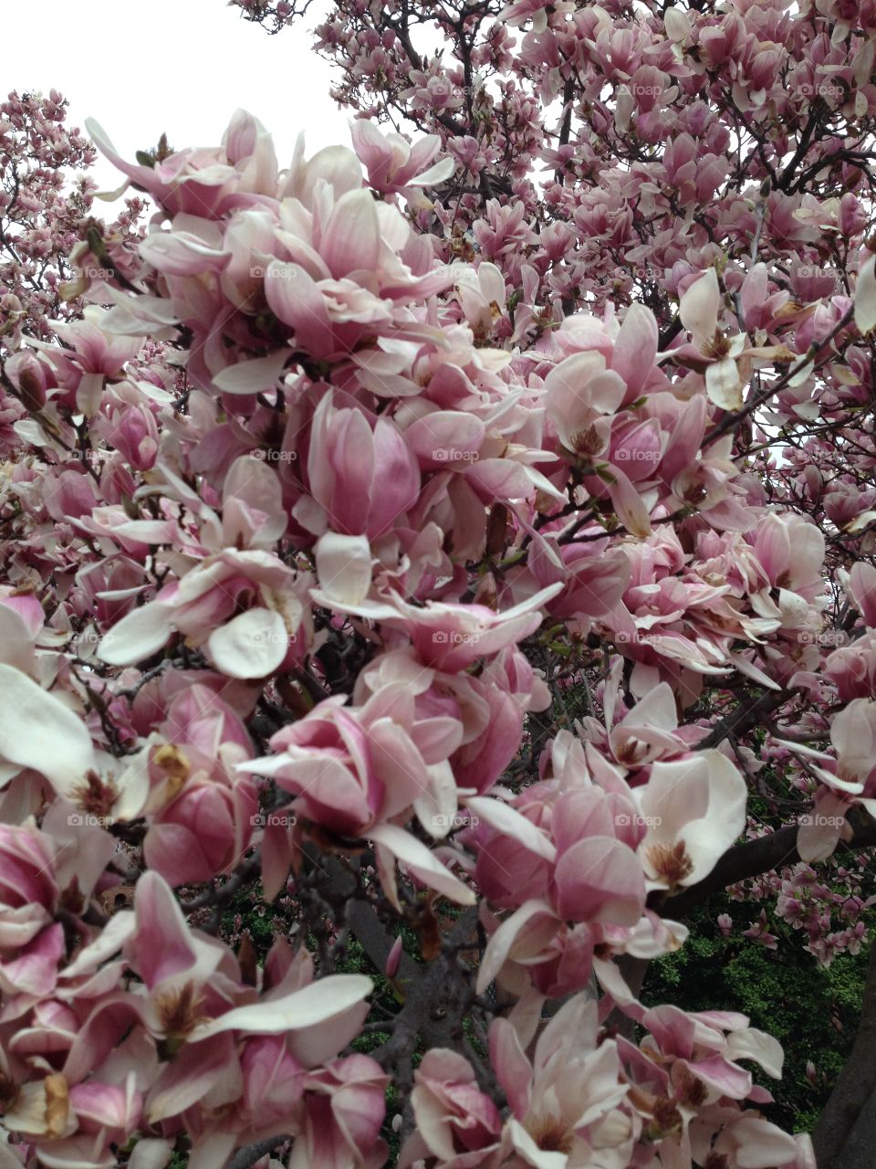 Magnolia Tree
