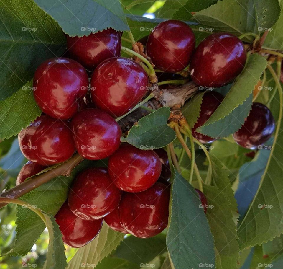 Cherries Ready For Picking