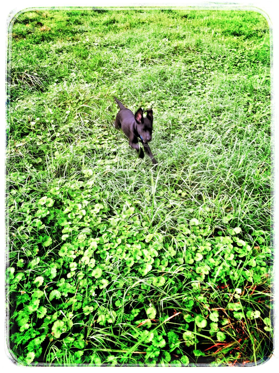 Little cute black puppy romping through the pasture and having a blast. 
