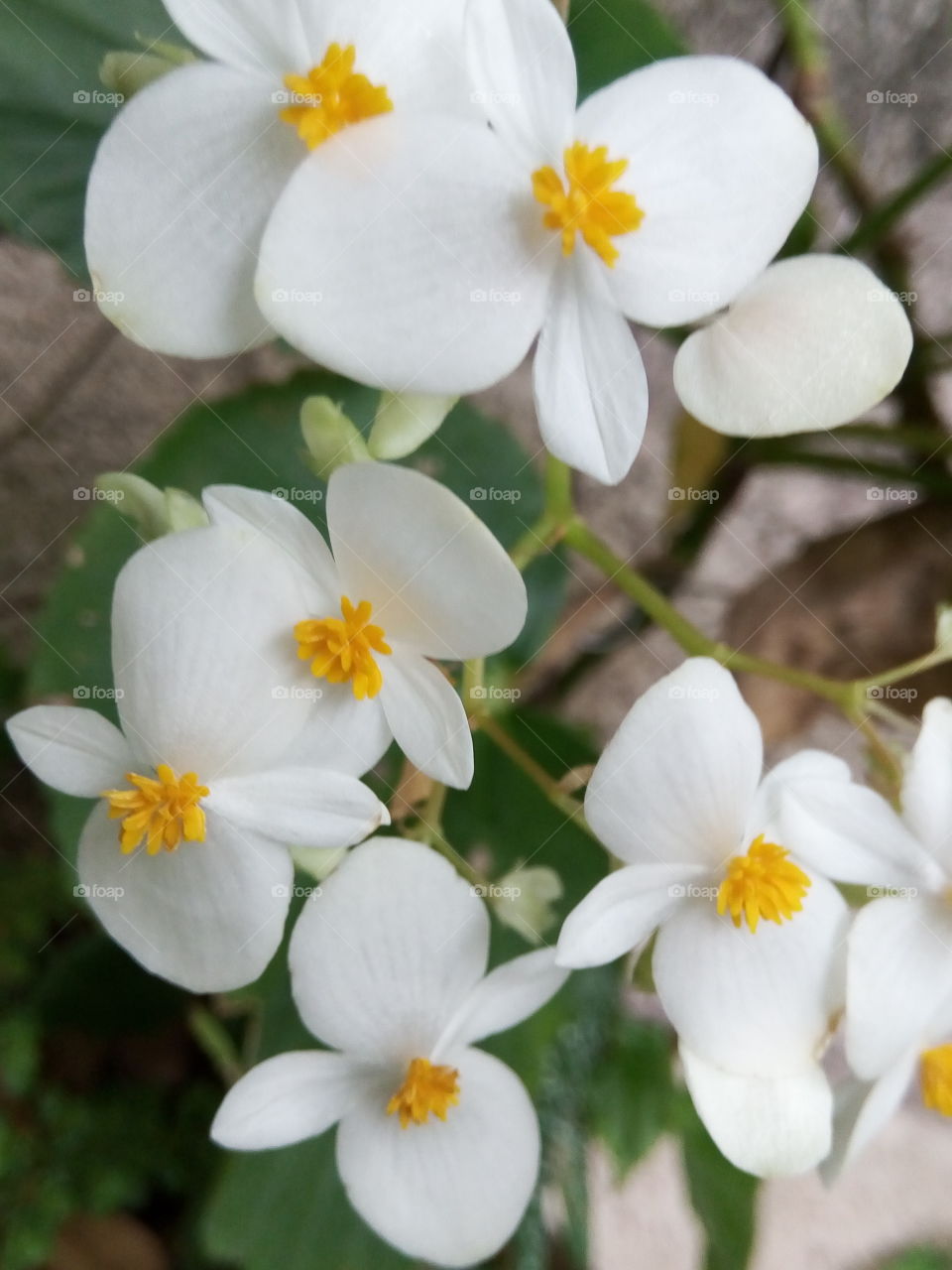 Flower, Nature, No Person, Flora, Garden