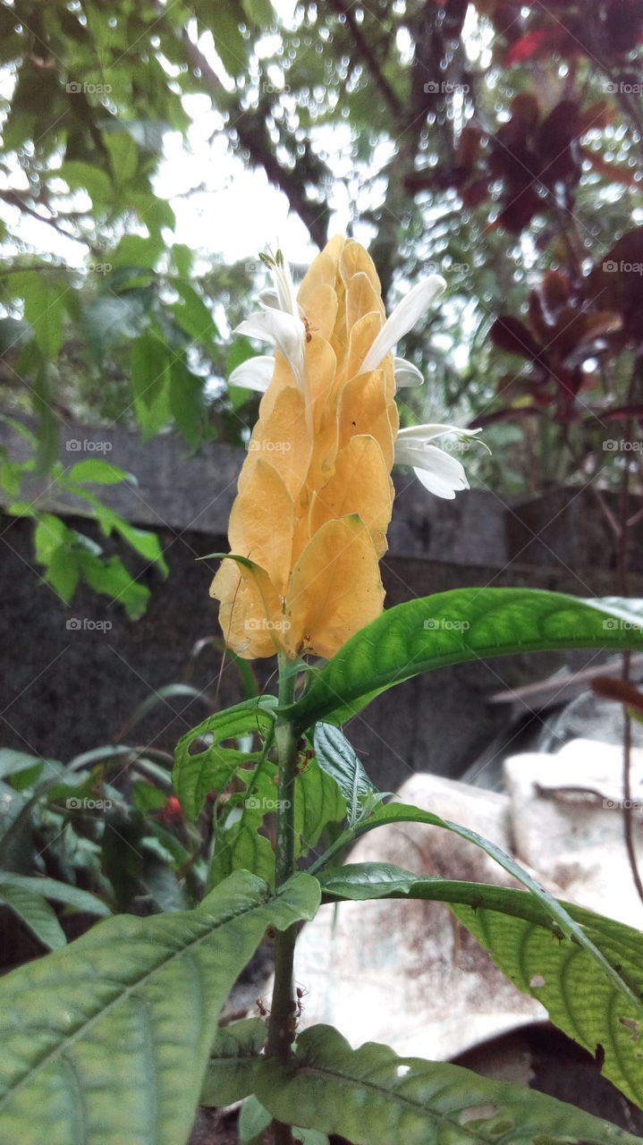 yellow flower,ye