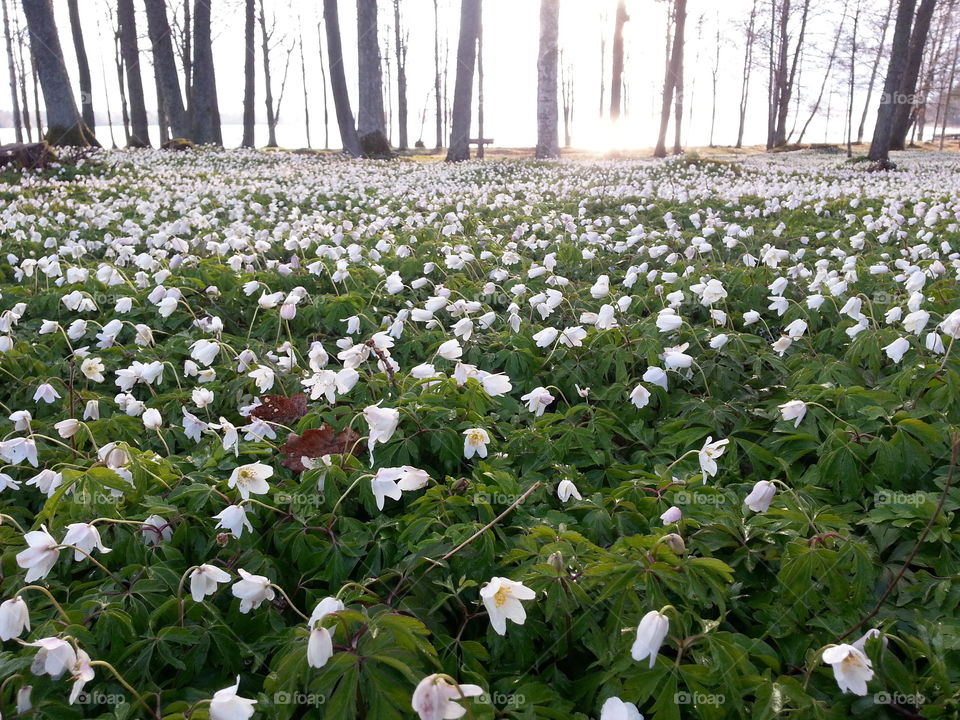 A forest of wood anemone