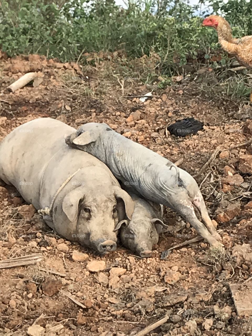 Familia de porcos 🐖