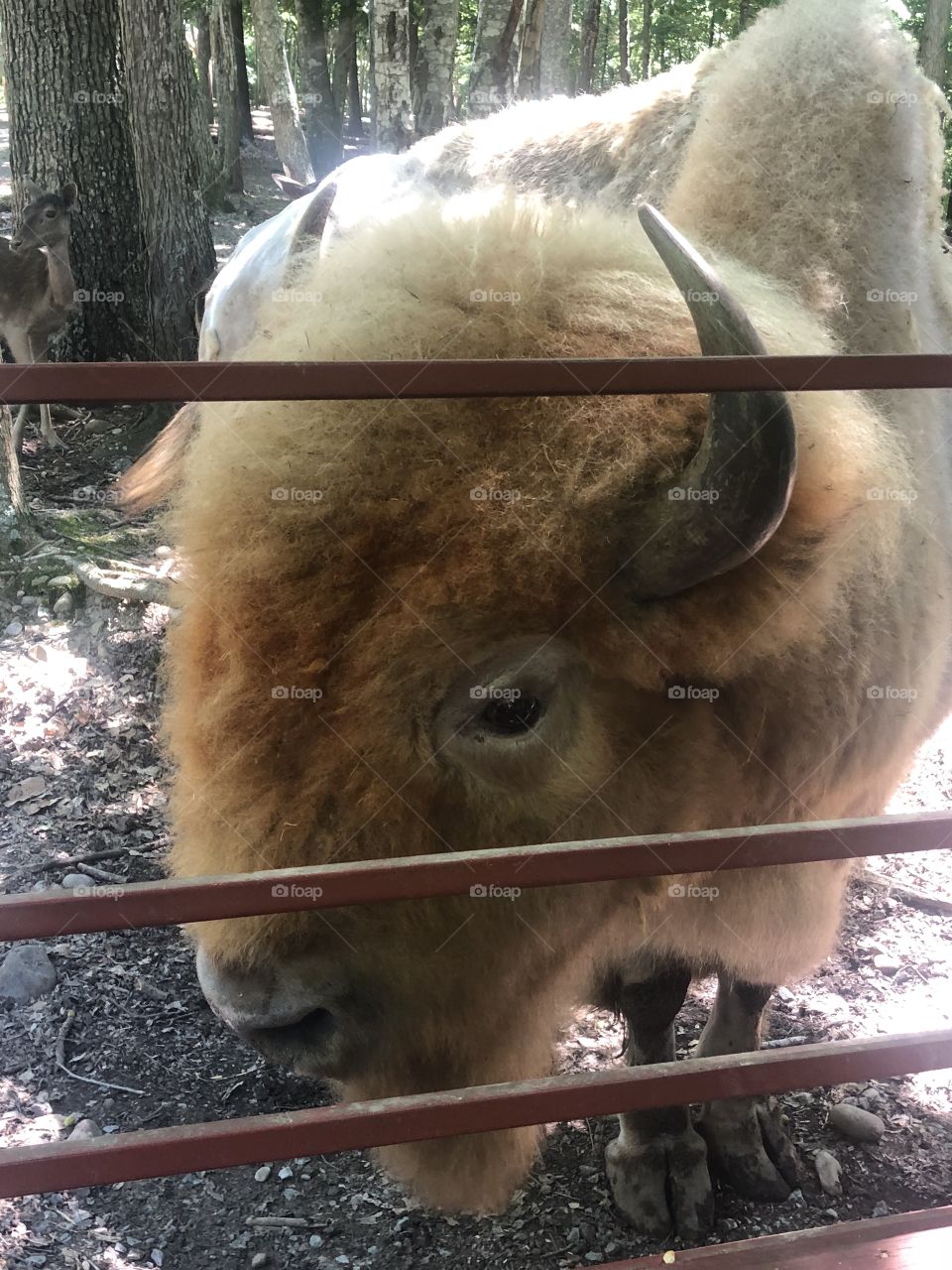 Briarwood Safari Park, Morristown TN. This is “Custer”. Their bull buffalo. He was so beautiful and so gentle. 
