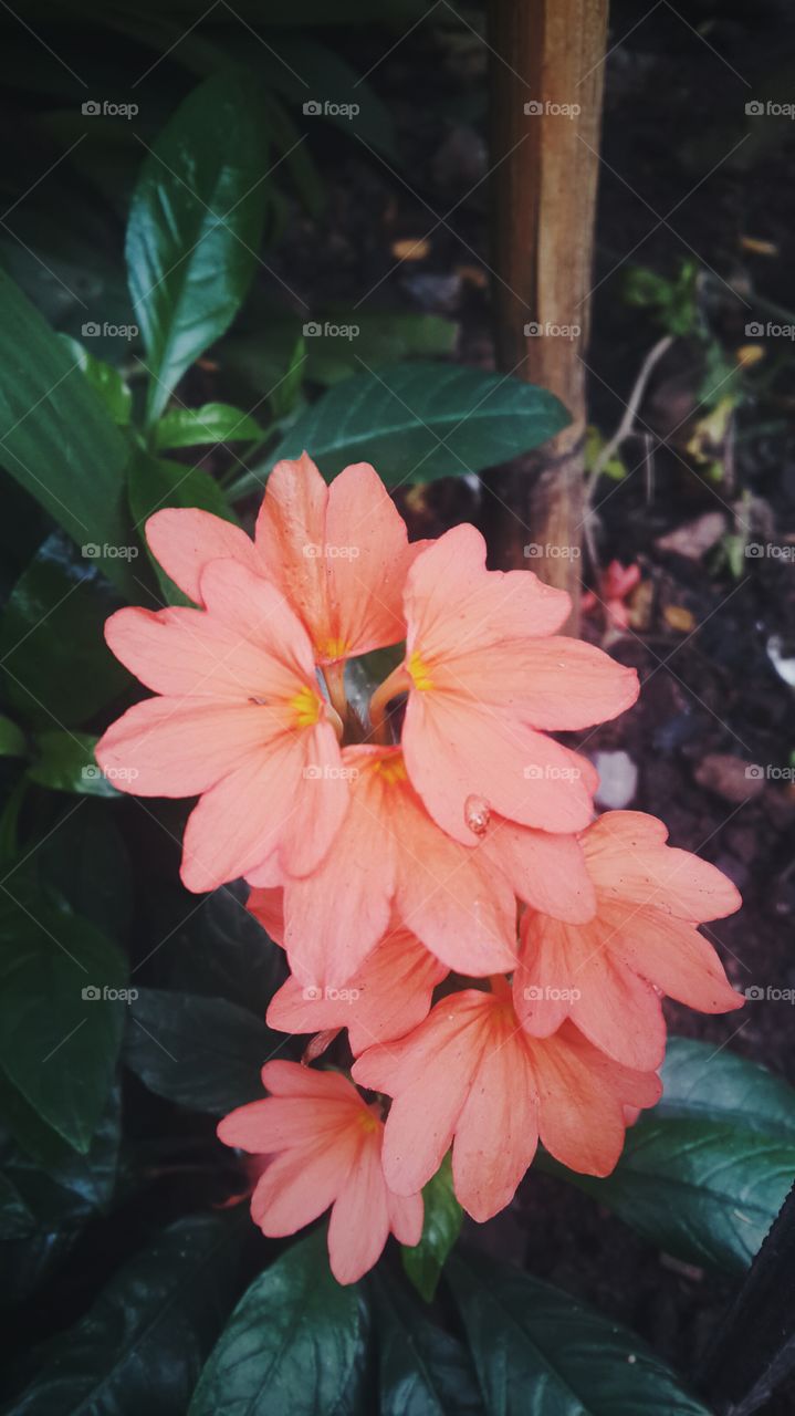 orenge flower