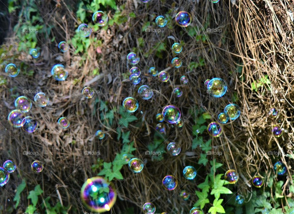 Bubbles 