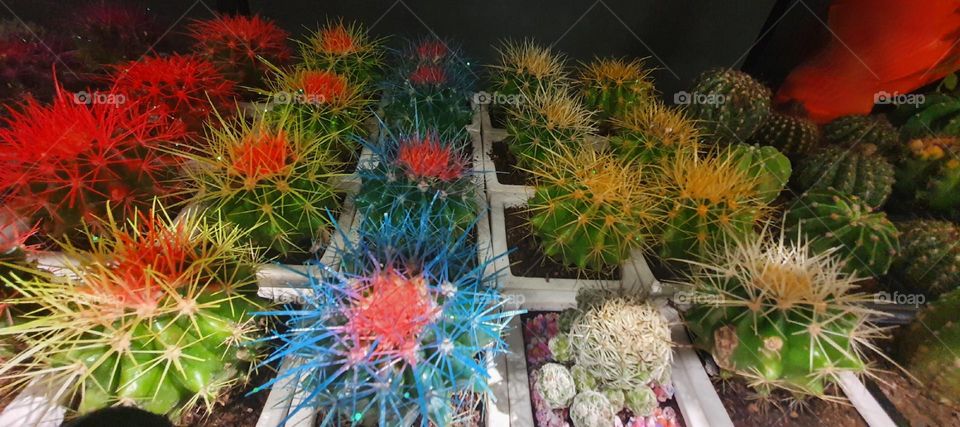 colourful cactus 🌵