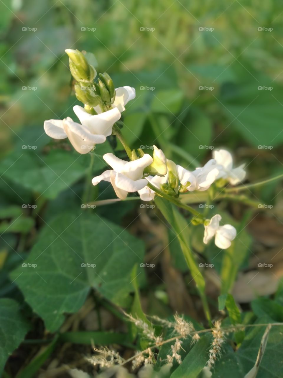 thats flower of vegetable shem