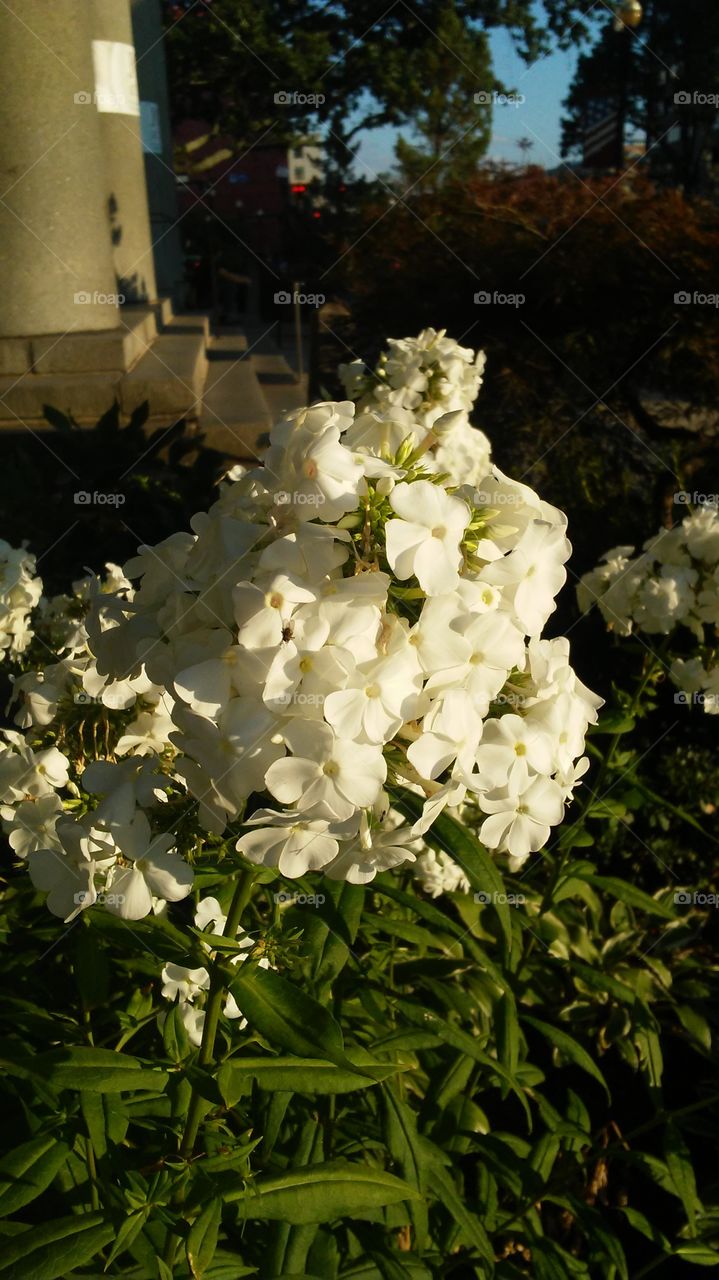 Flower, Garden, Flora, Nature, Blooming