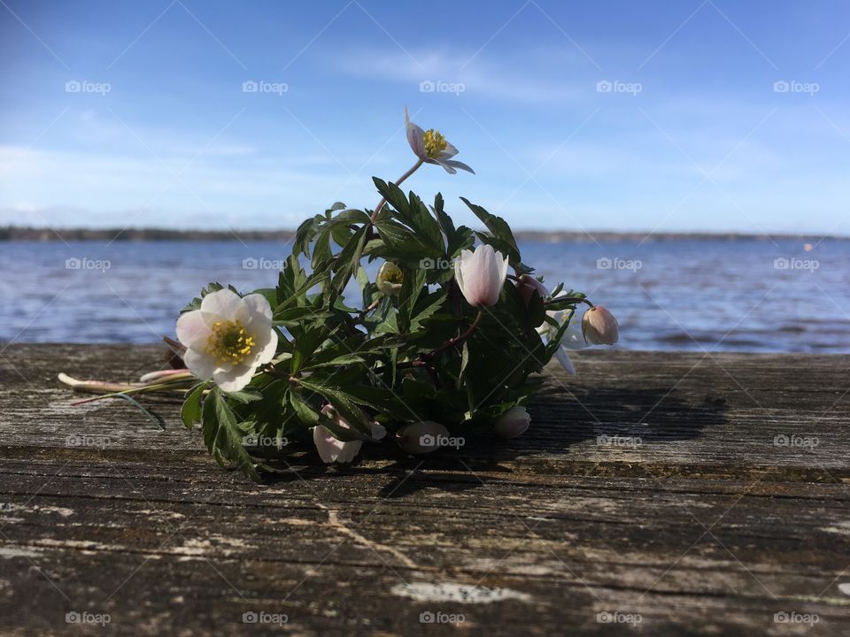 Wood anemone