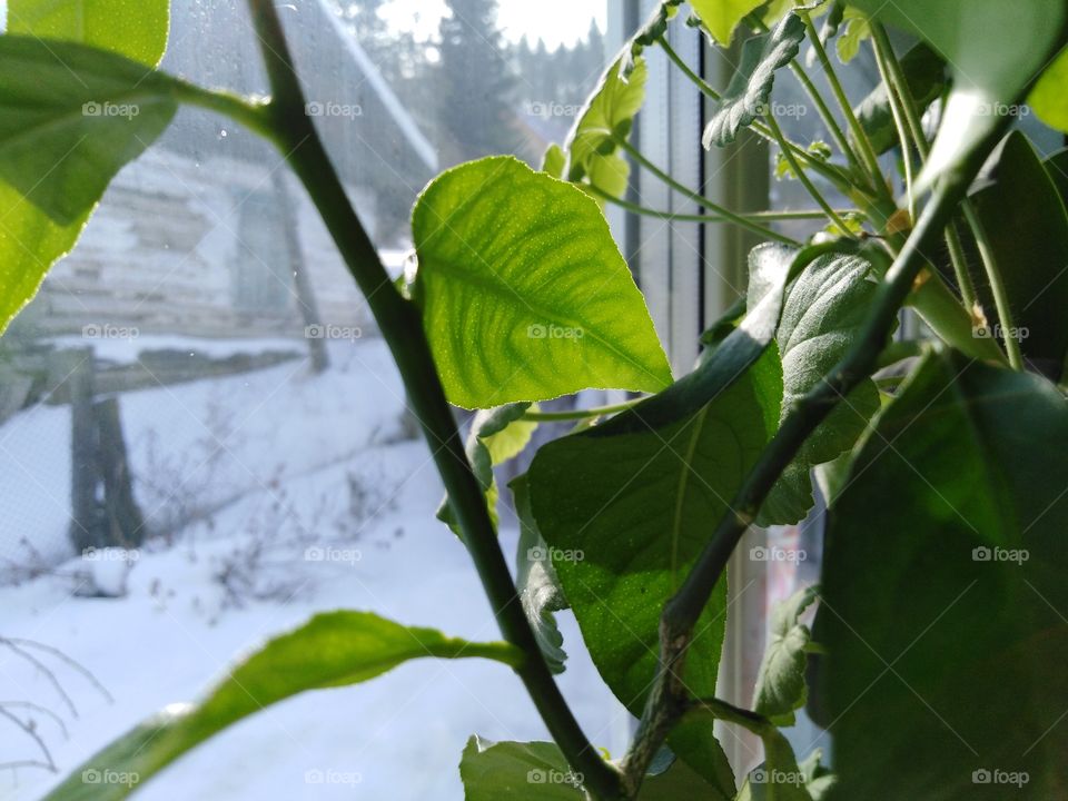 Plants tree leaves Green