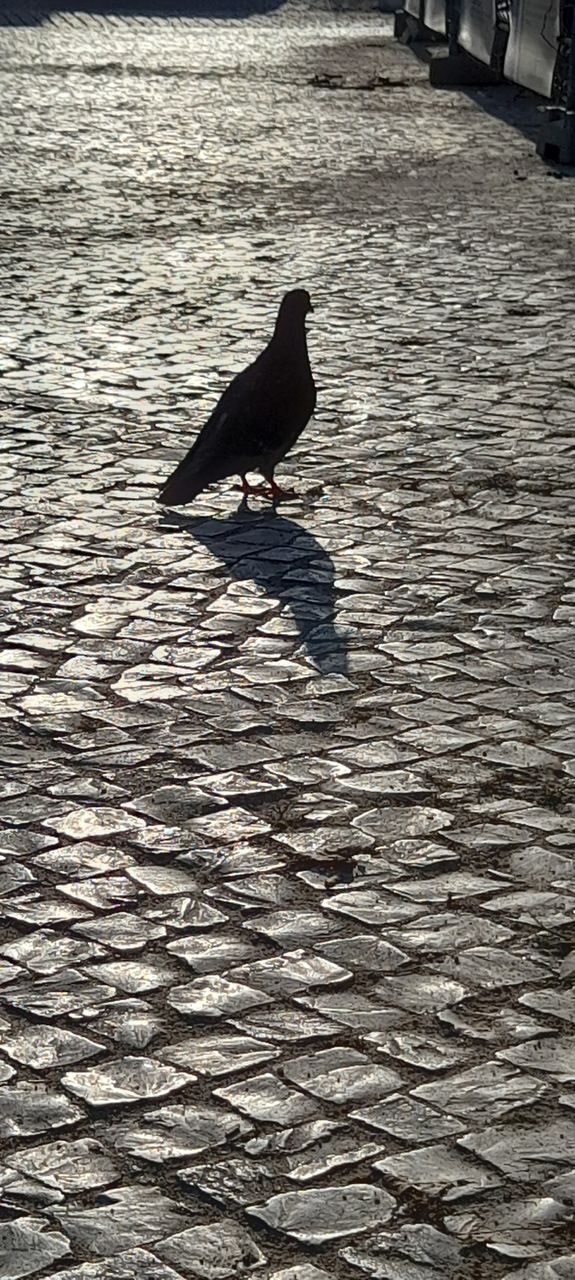 pigeon