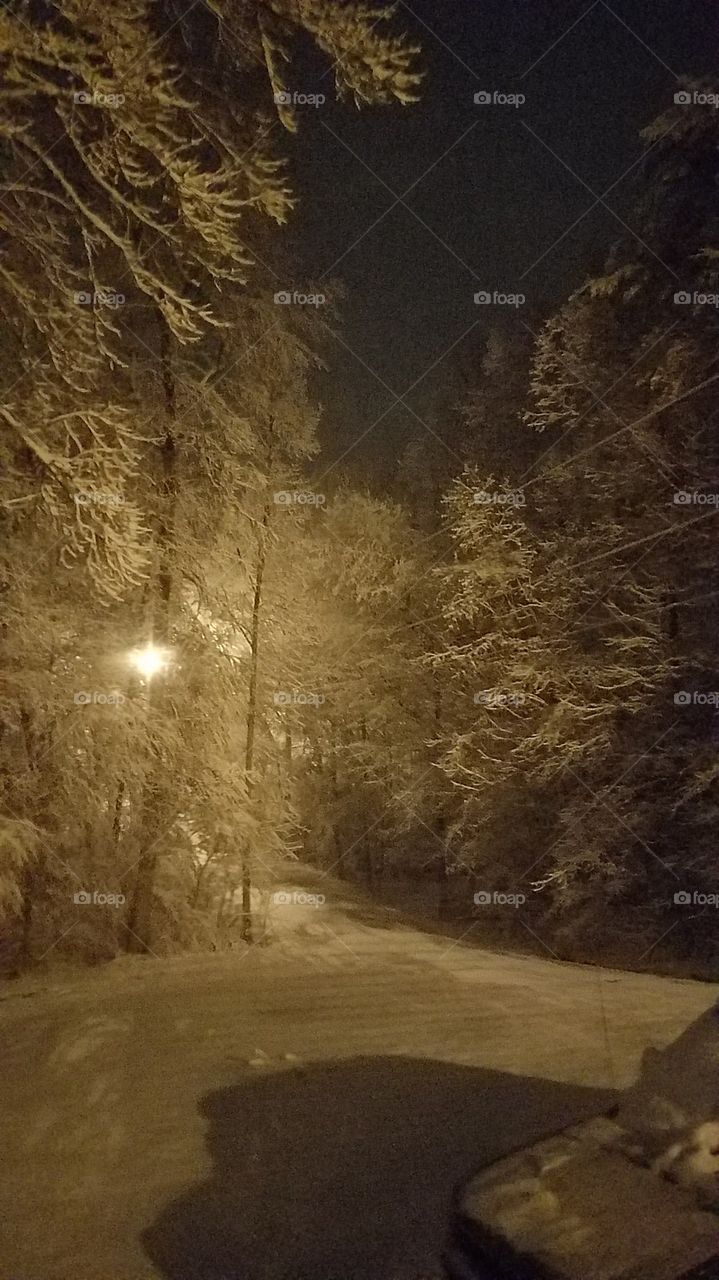 streetlight backlighting snowy trees