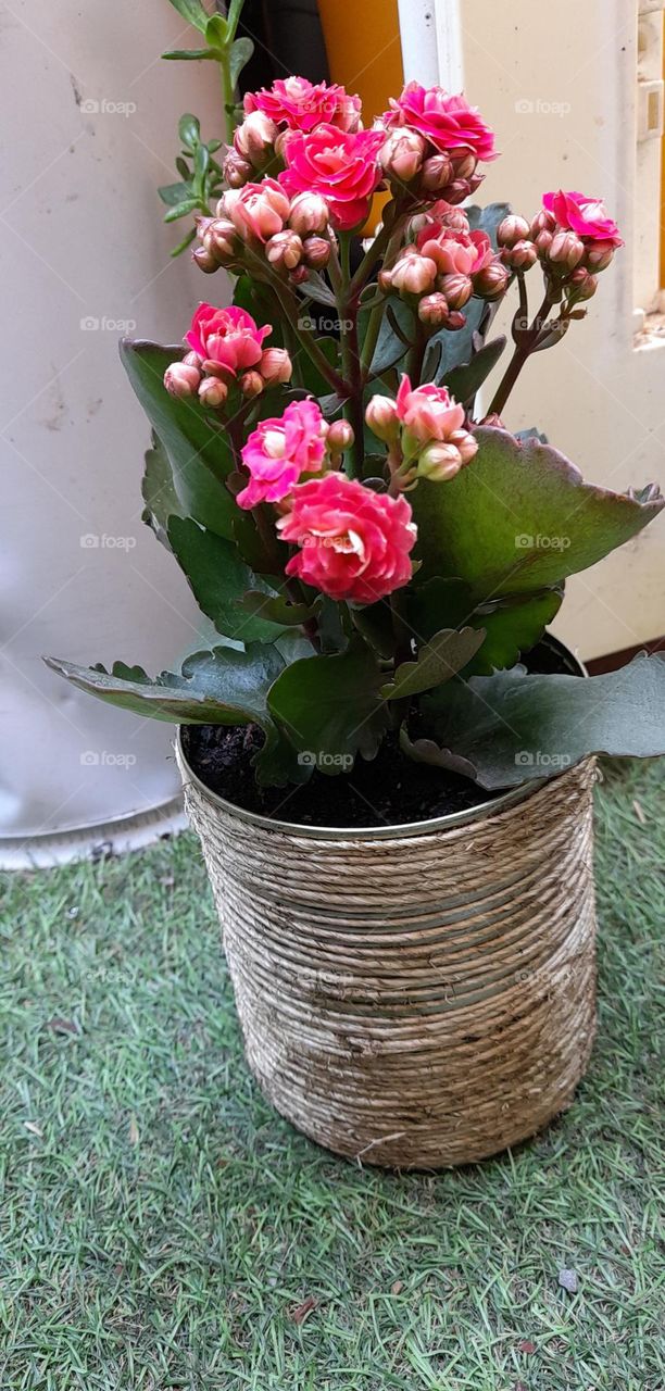 mes pots customisés