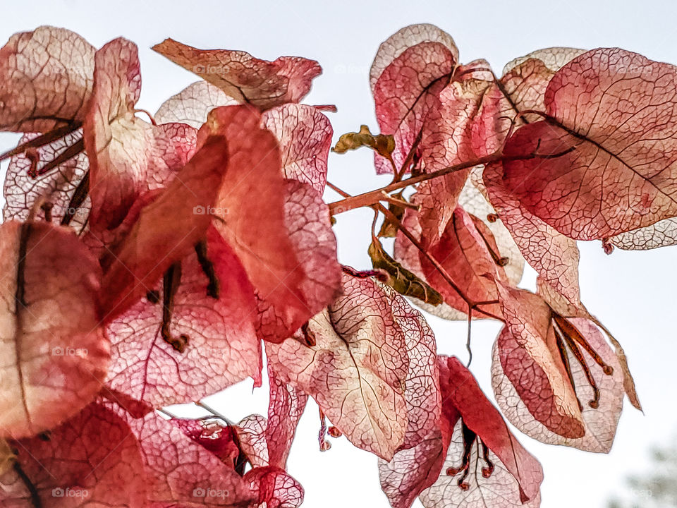 In subtropical regions plants don't begin to fade, wither, lose leaves & die until December when the first freeze happens.  The beautiful tropical magenta pink bougainvillea is now fading to a light pink almost peach color & is withering away.