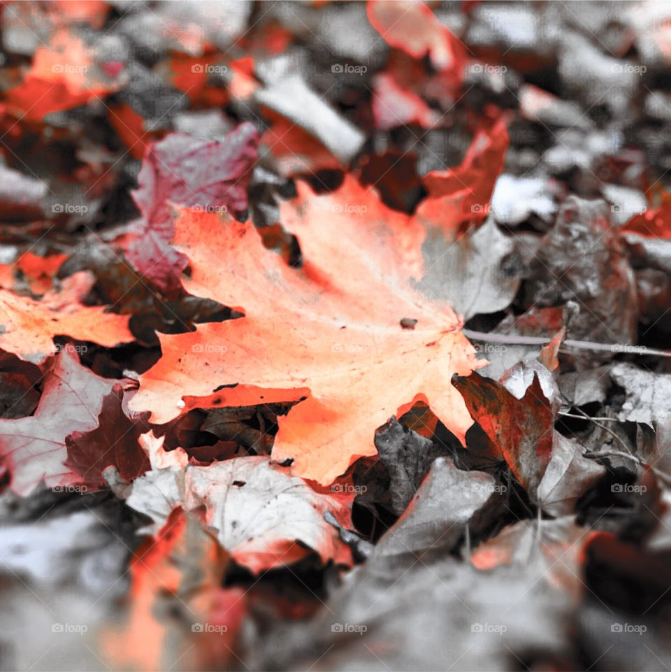 Abstract autumnal leaf