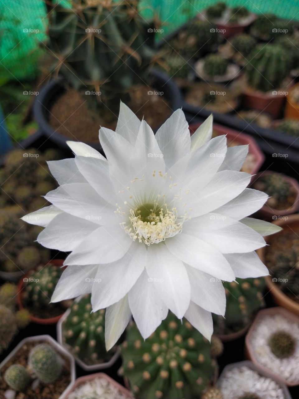 Cactus Flower