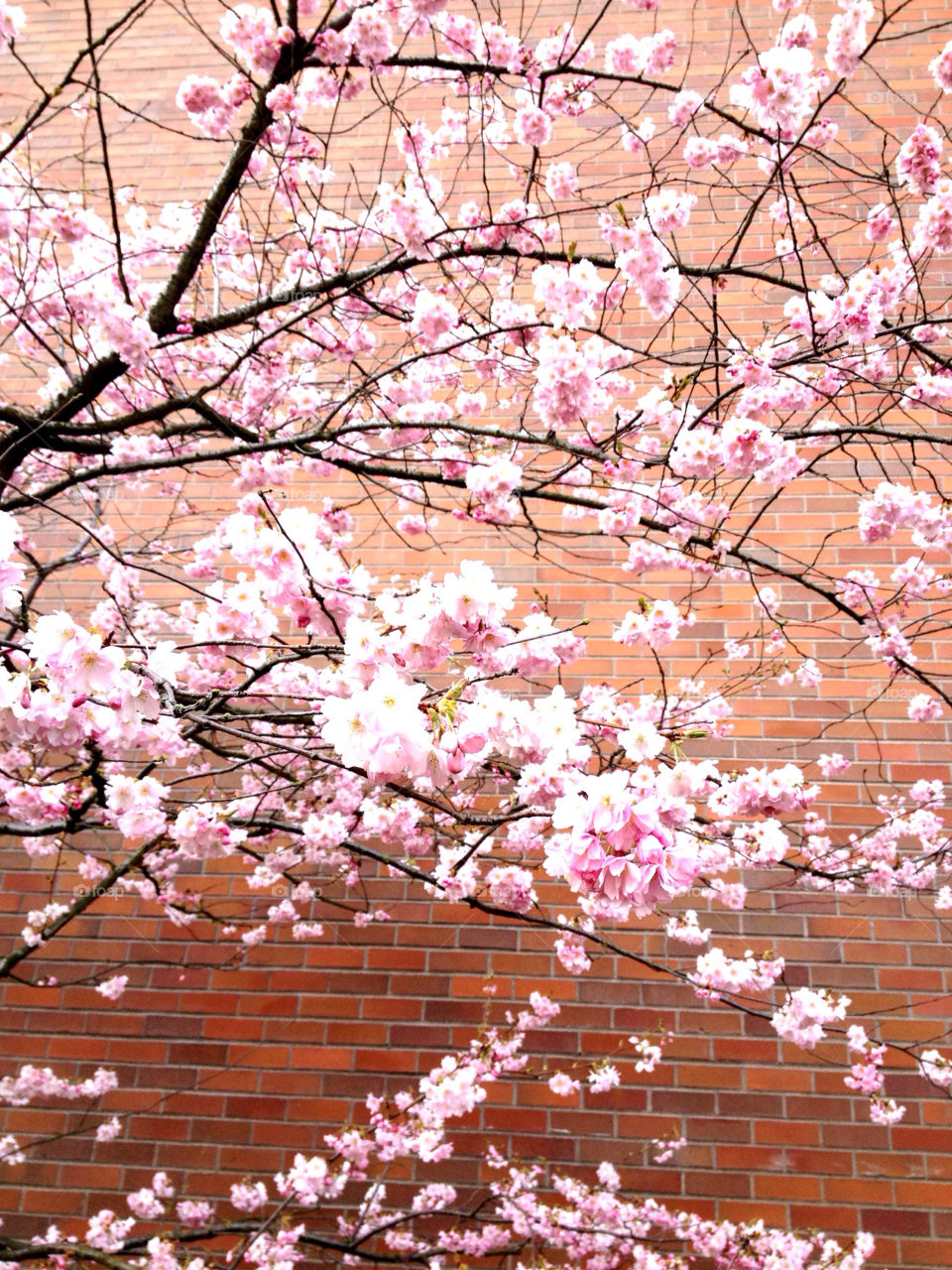 Cherry Blossoms Against brick wall