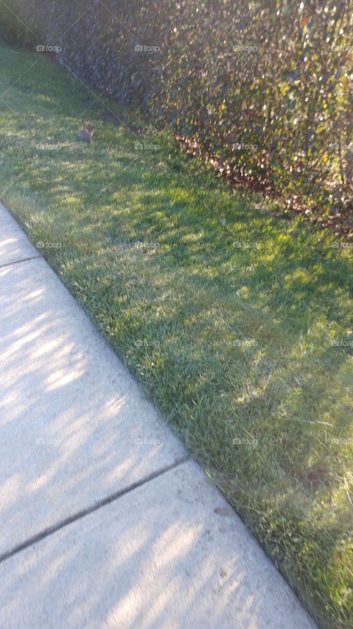 grass sidewalk