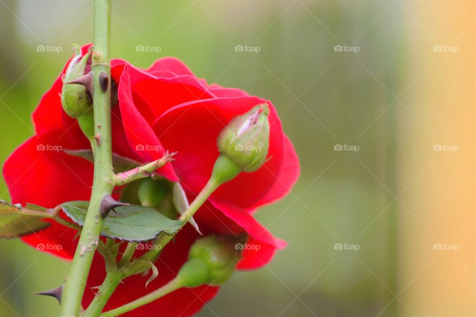 Pink flower/Rosa