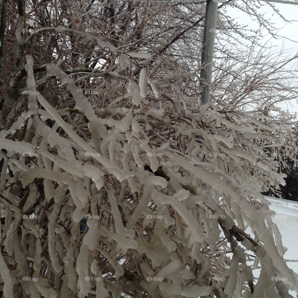 frozen bush 