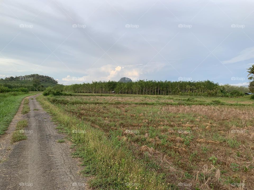 Pathway in paddy field 