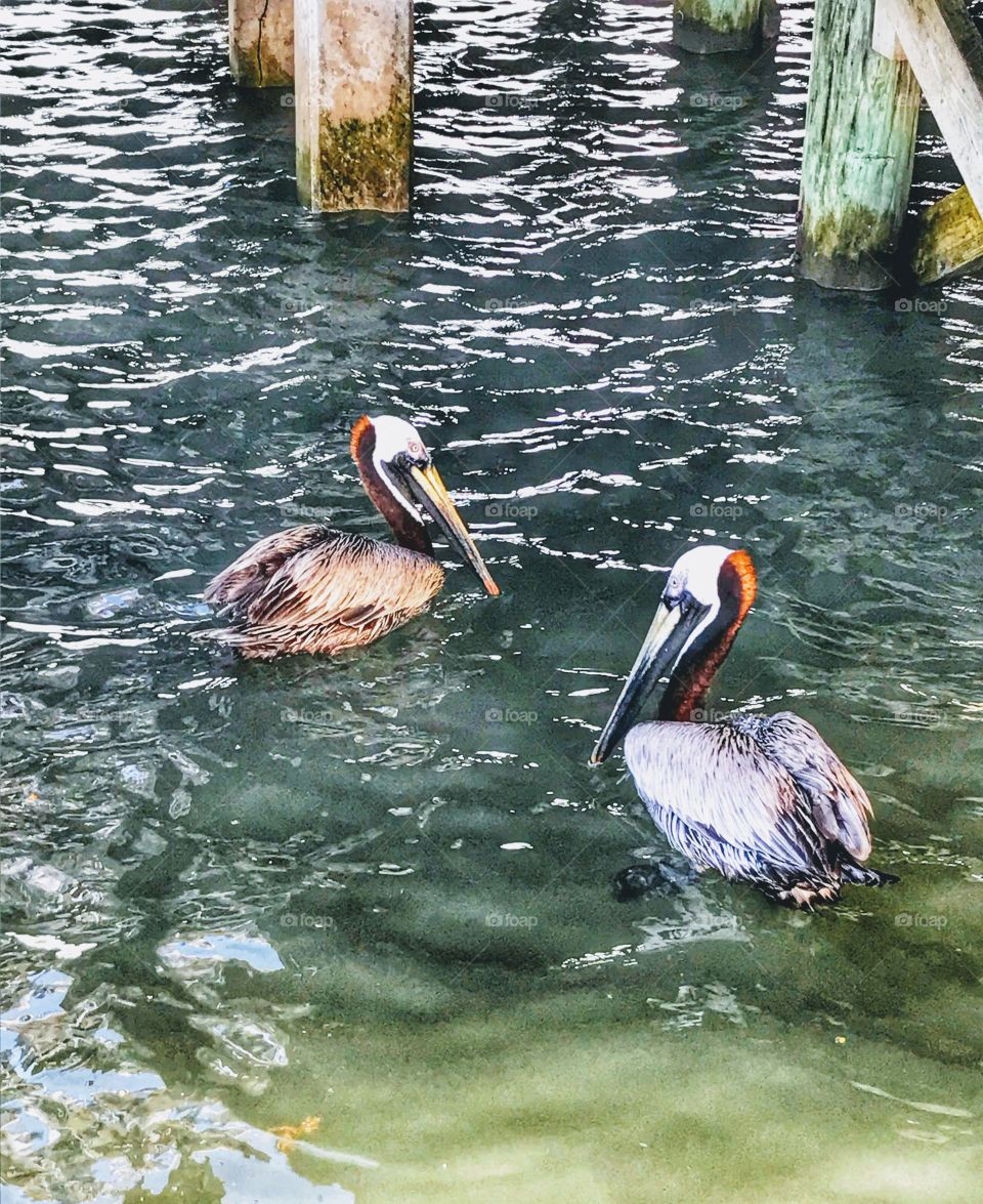 Pelicans hoping to share in the catch brought in above deck