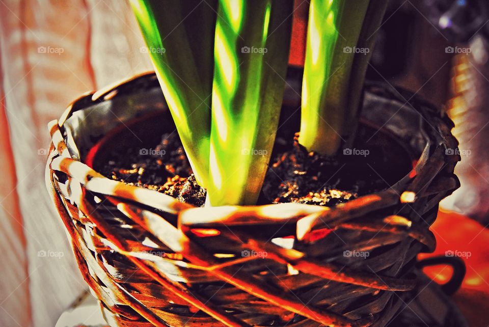 plant pot
