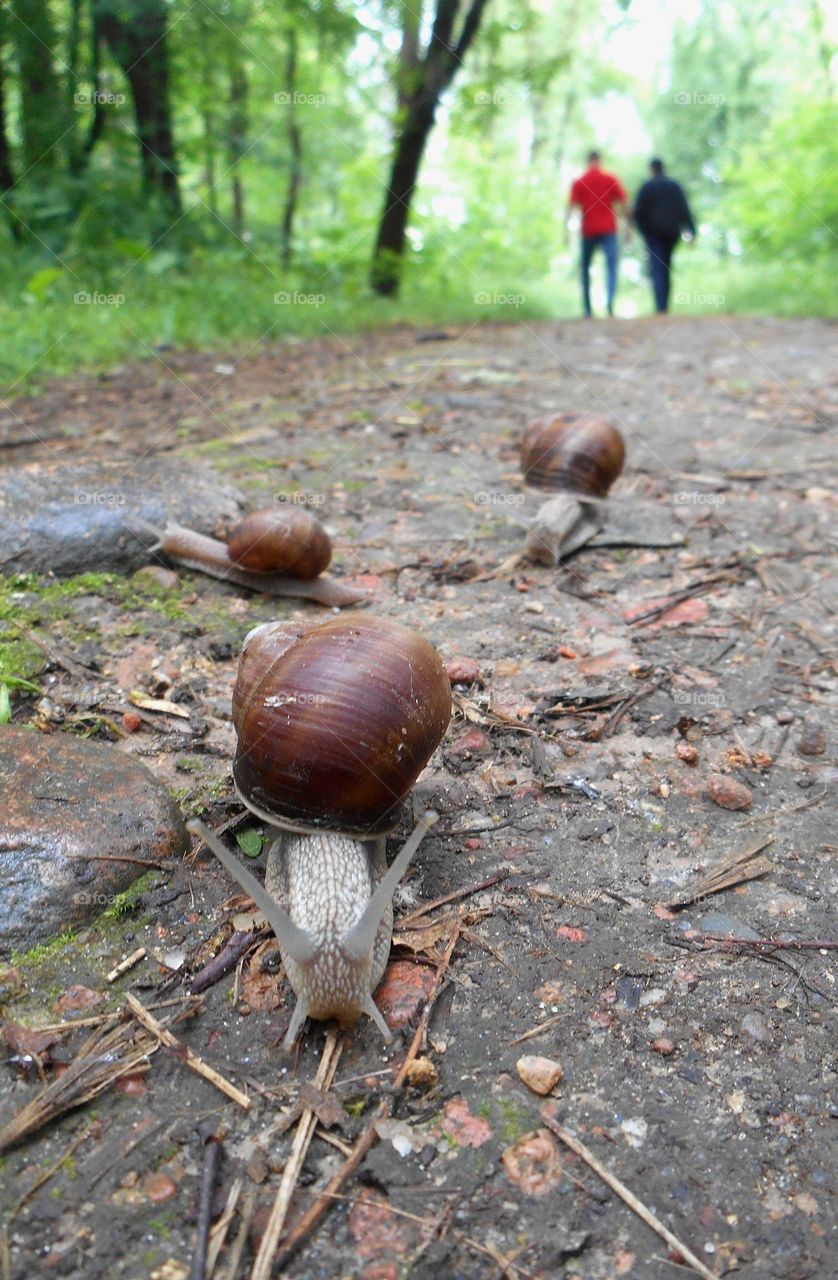 🐌 snails view from the ground and people walking