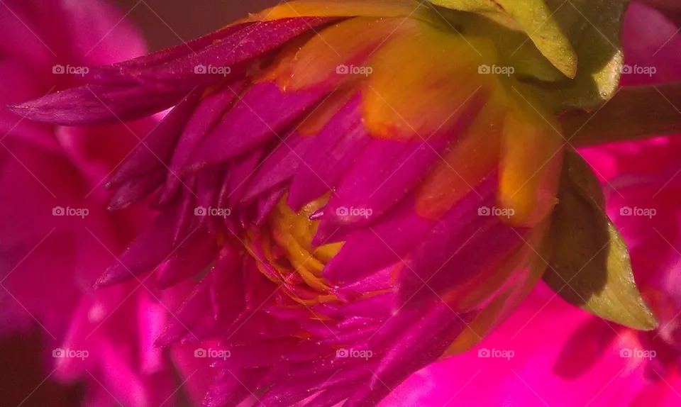 my dahlia