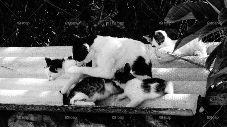 Cat family playing