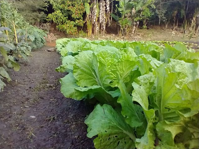 lettuce