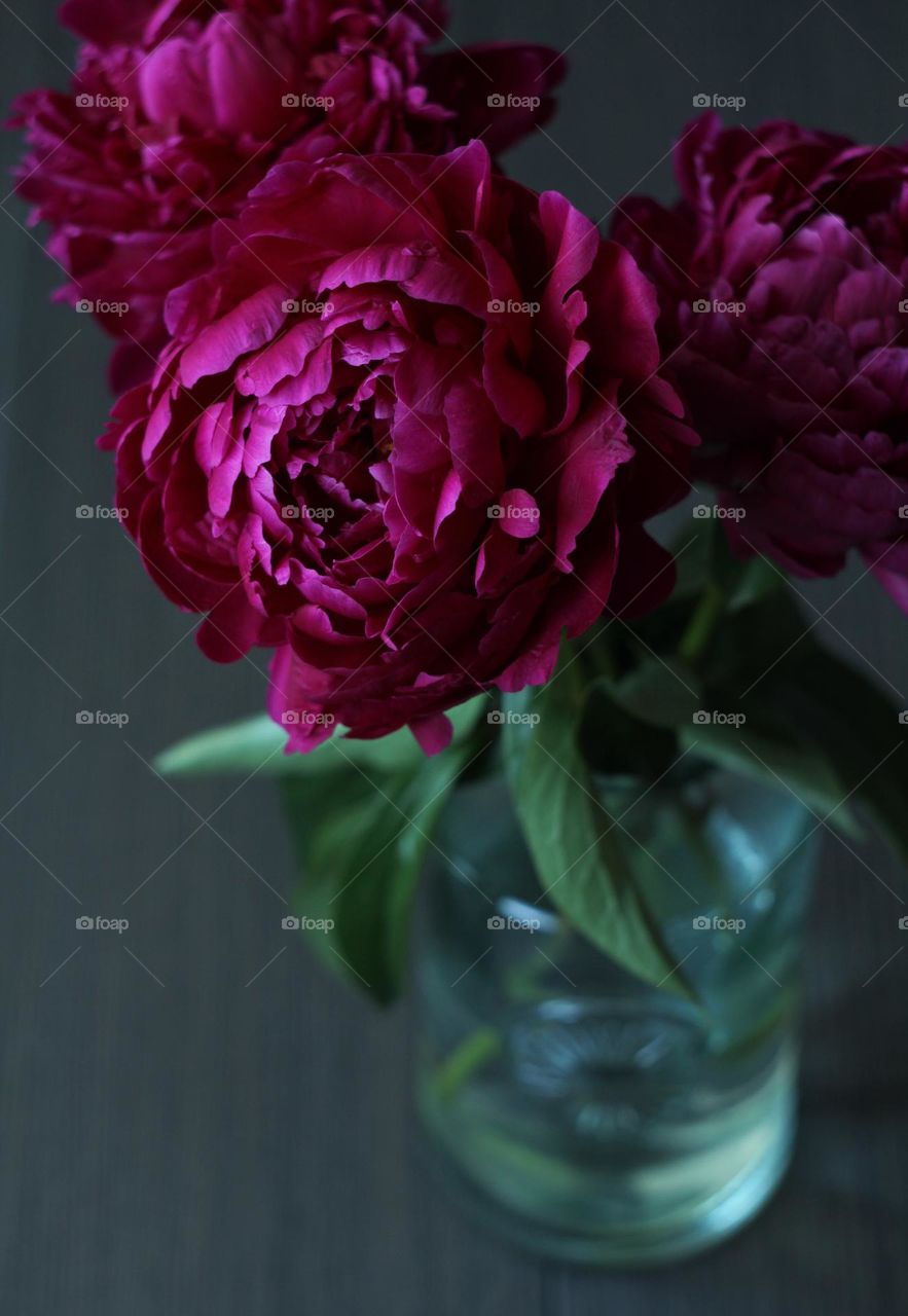 A bouquet of burgundy peonies