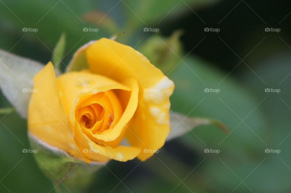 Yellow Rose with white