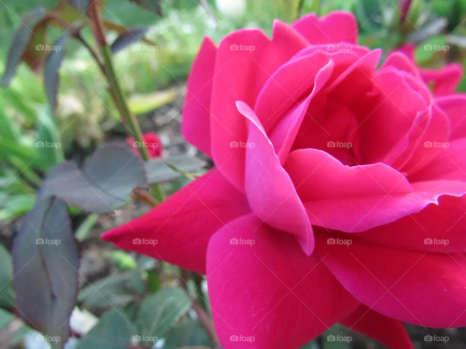 Pink rose