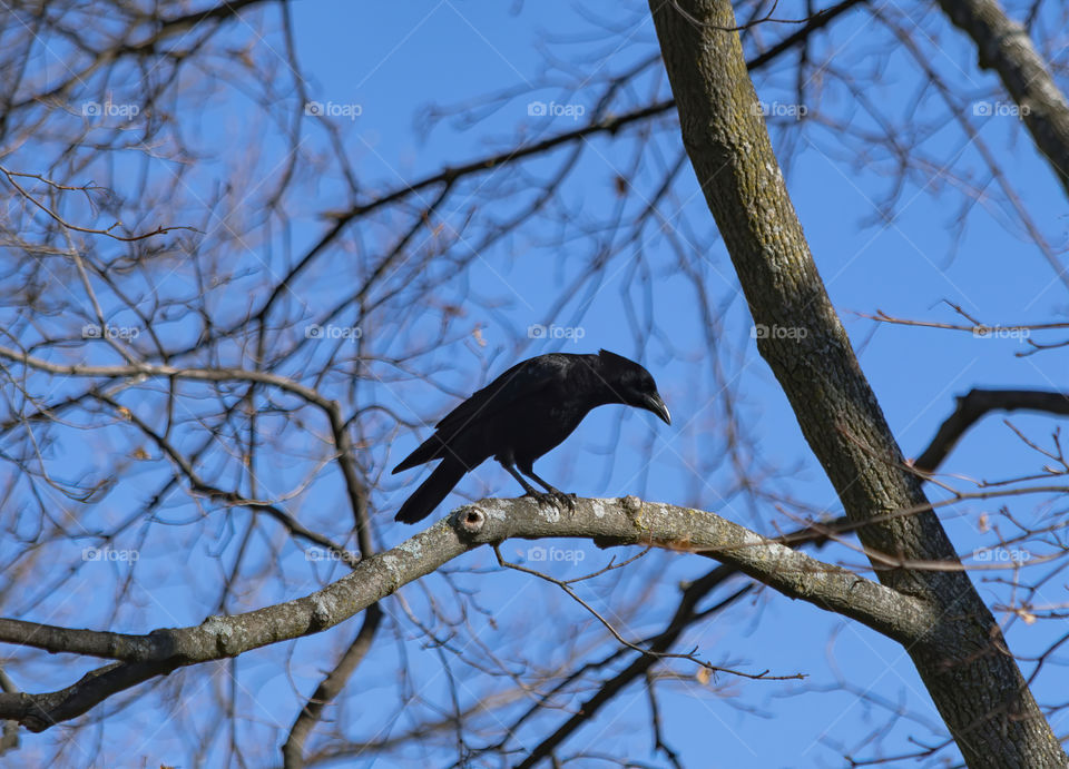 A crow hanging out on a tree at my house while singing away like crows do. 