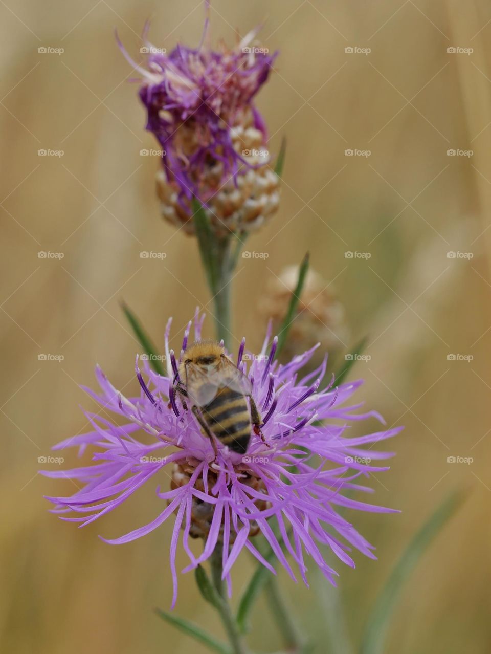 Wildbee pollinating knapweed flower