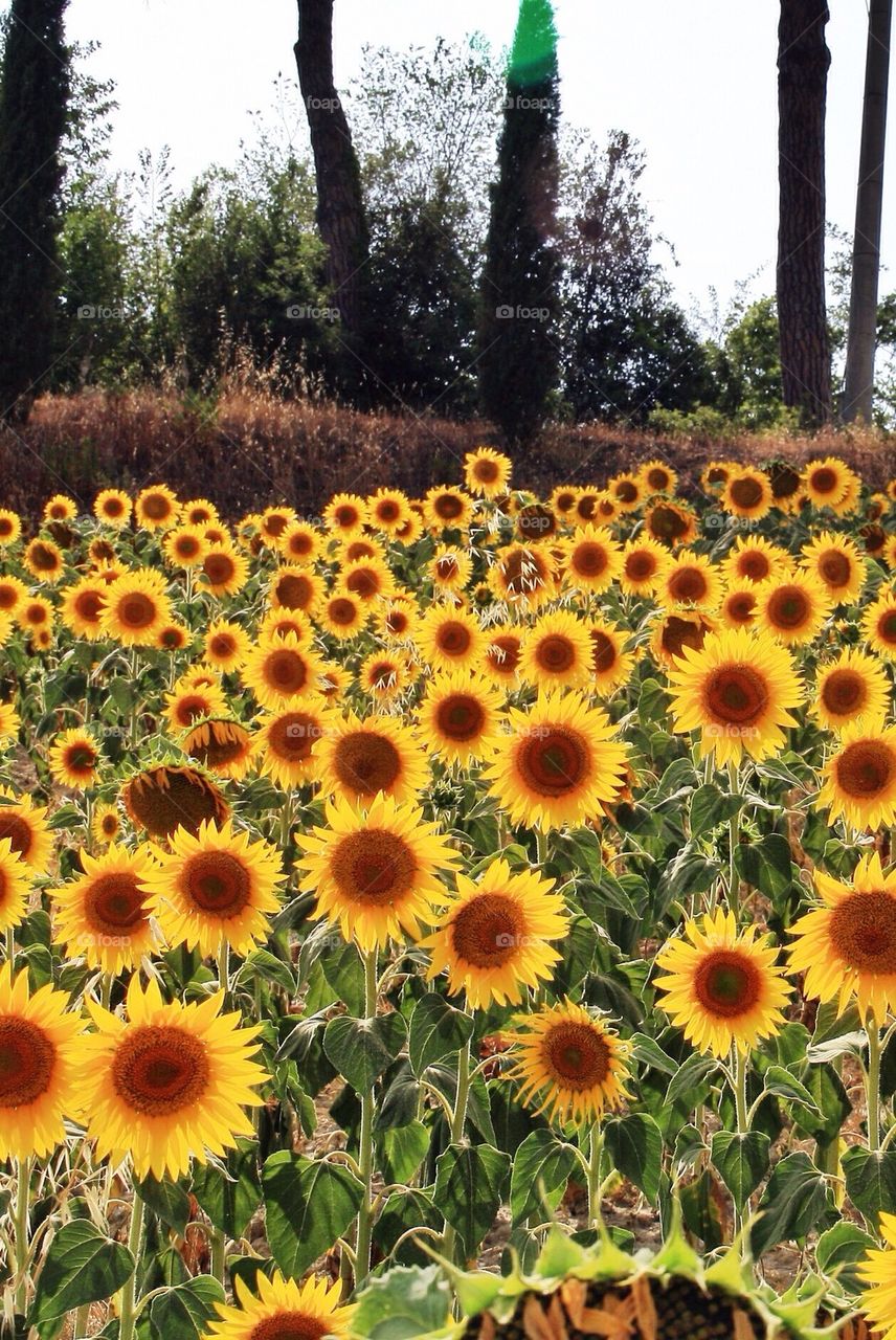 Field of sunflowers