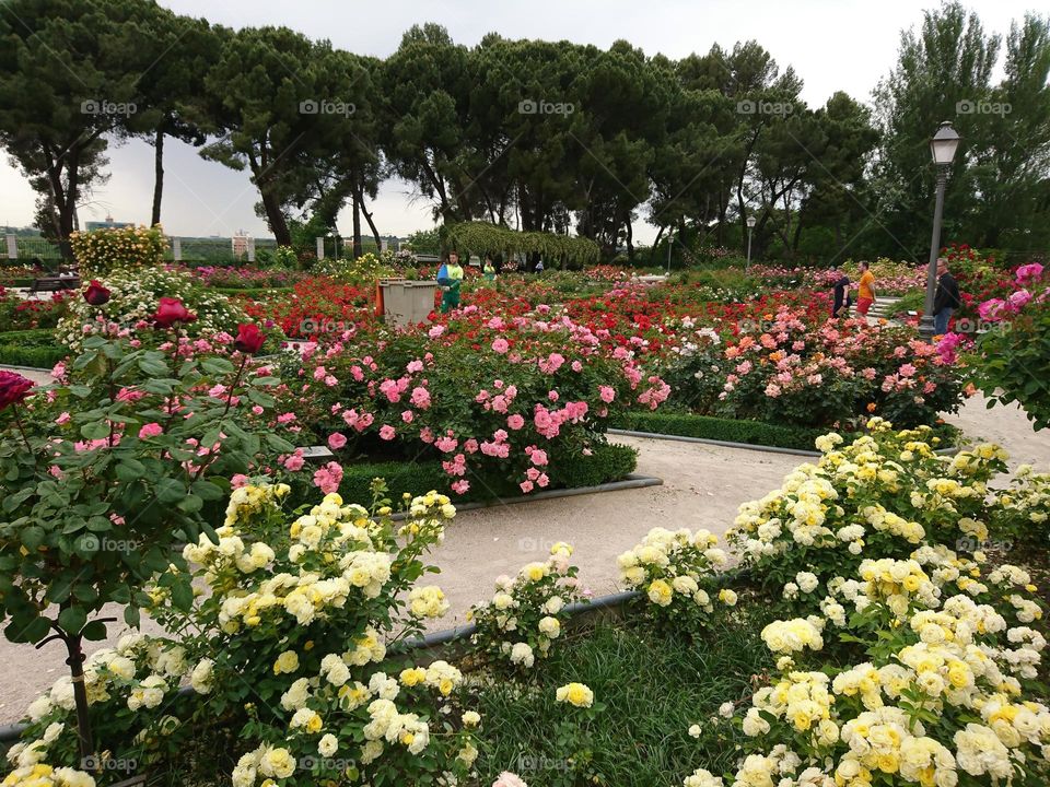 Jardín de rosa 