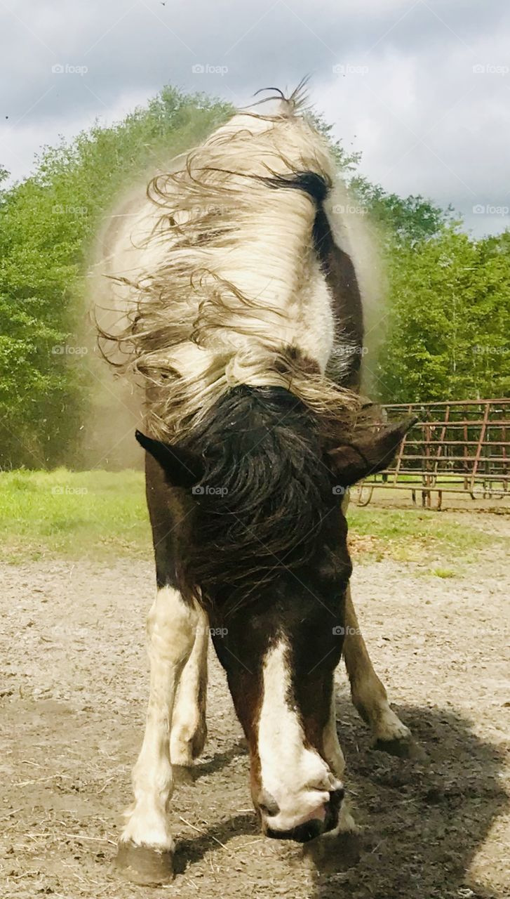 Bella the paint horse mare shaking off dirt after a good roll in the woods of South Georgia. 