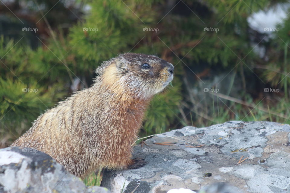 Marmot on rocks