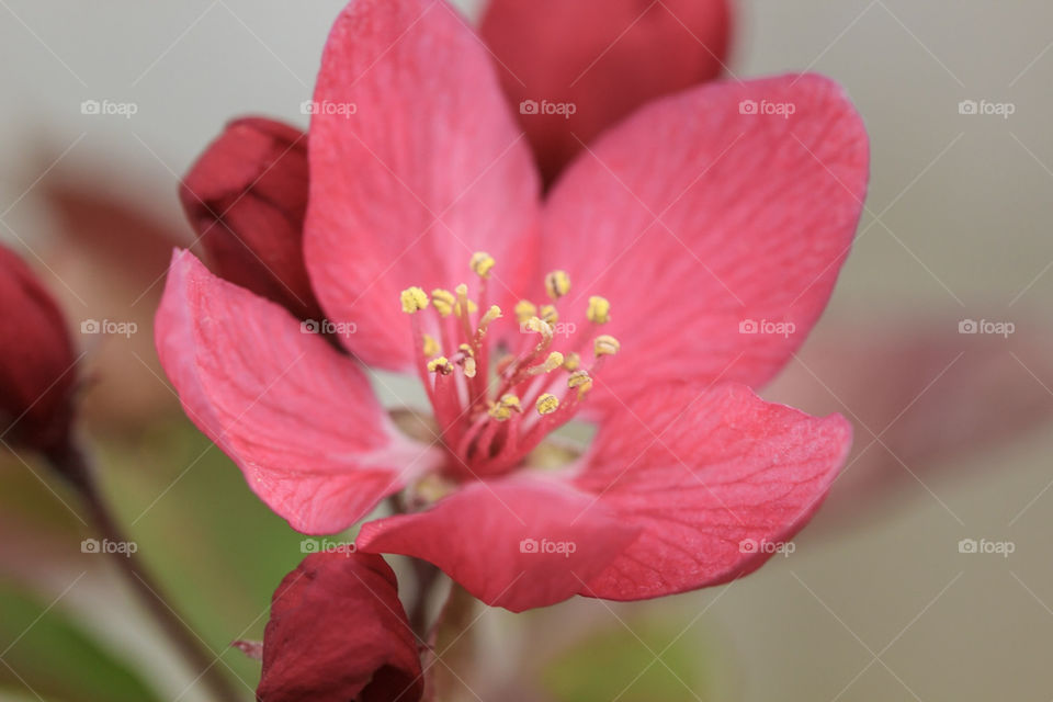 flower from crab apple tree