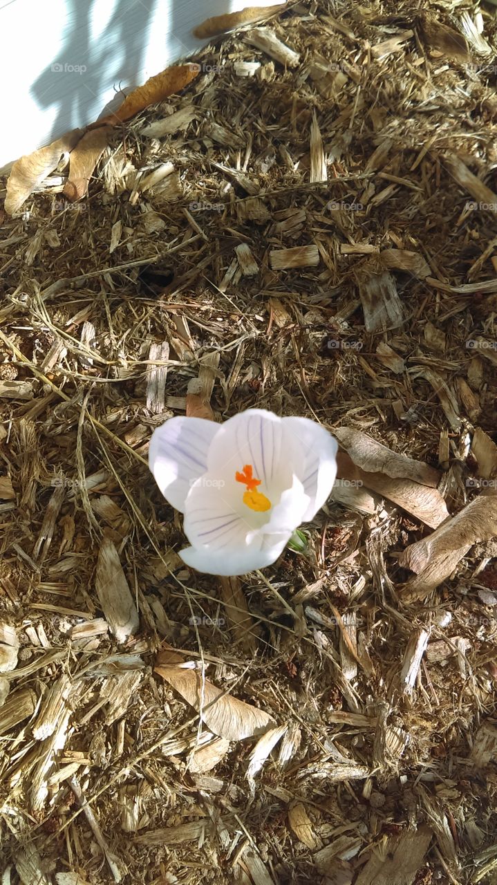 blooming crocus