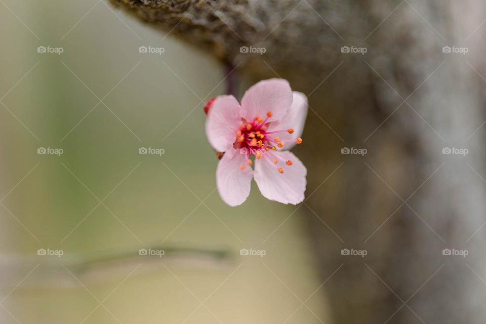 Spring flowers 