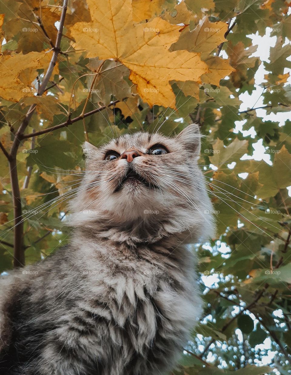 portrait of a rural gray cat among multi-colored, autumn maple leaves