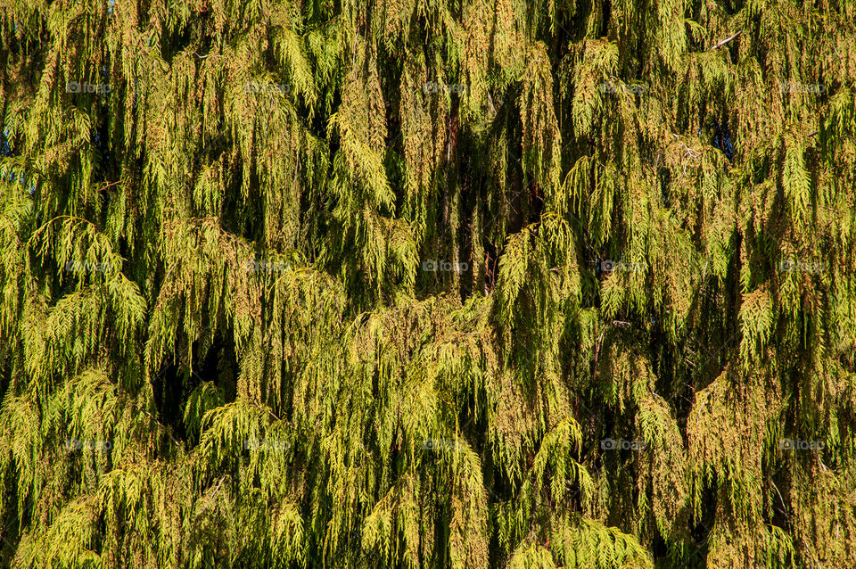 Close-up of green branches