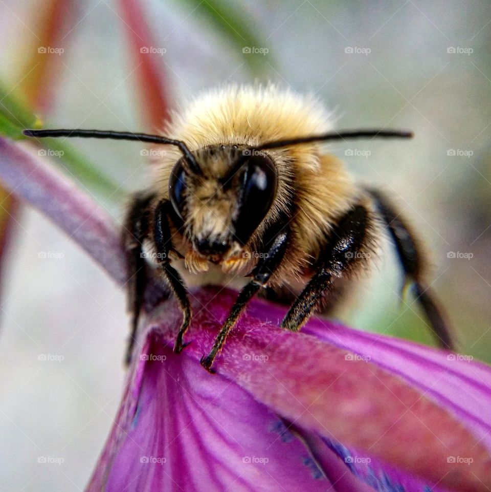 Macro shot of bee