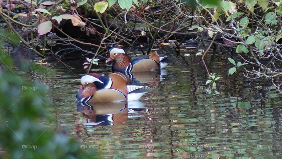 Mandarin ducks