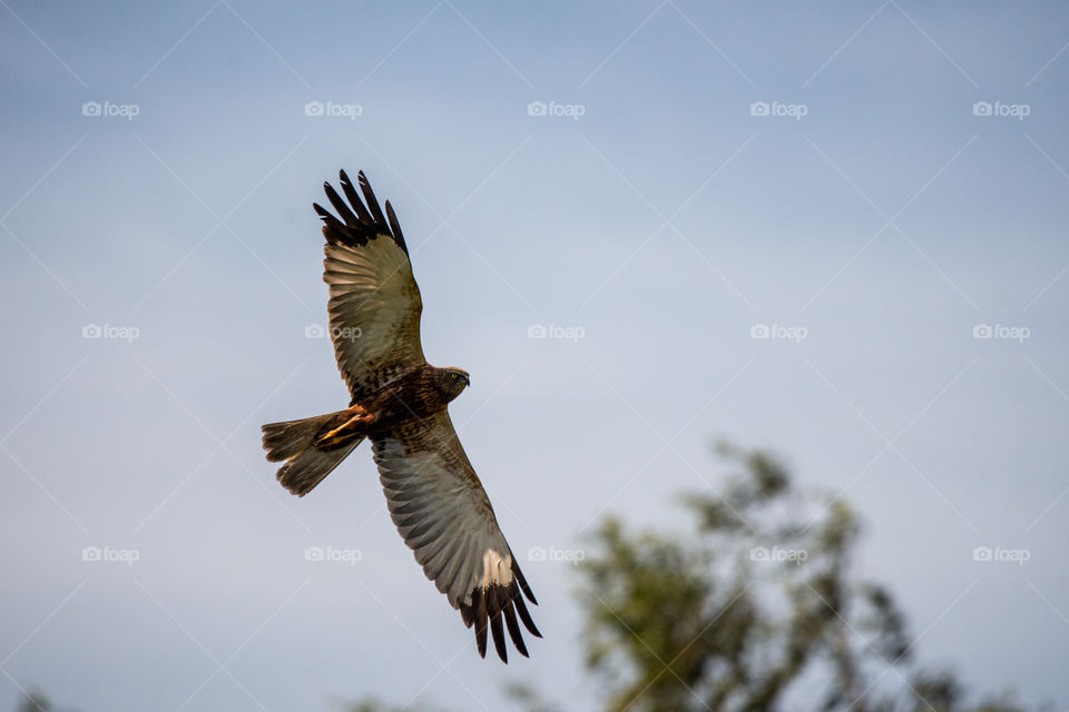 Fauna. Hawk. Bird. Sky.